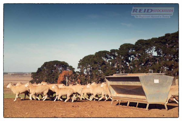 Lamb Feedlot Concentrate Reid Stockfeeds