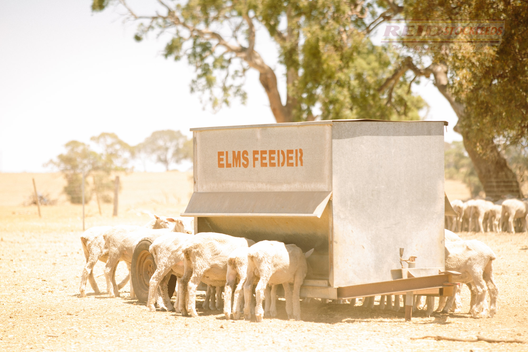 Lamb Feedlot Concentrate Product Reid Stockfeeds