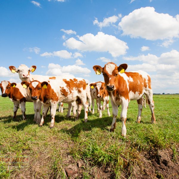 Calf Weaner | Reid Stockfeeds