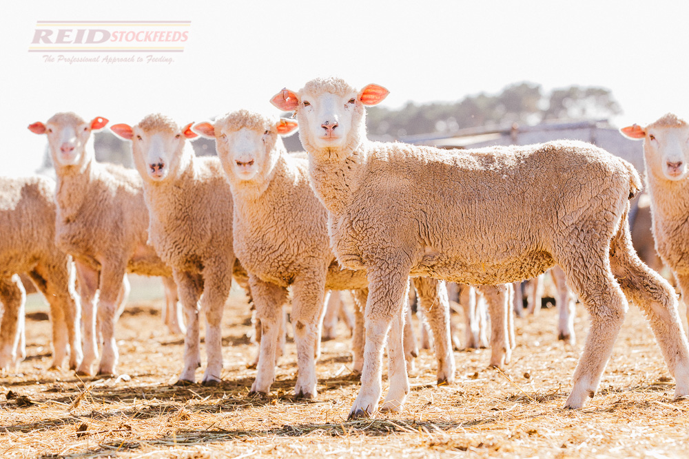 Lamb Feedlot Concentrate Product Reid Stockfeeds