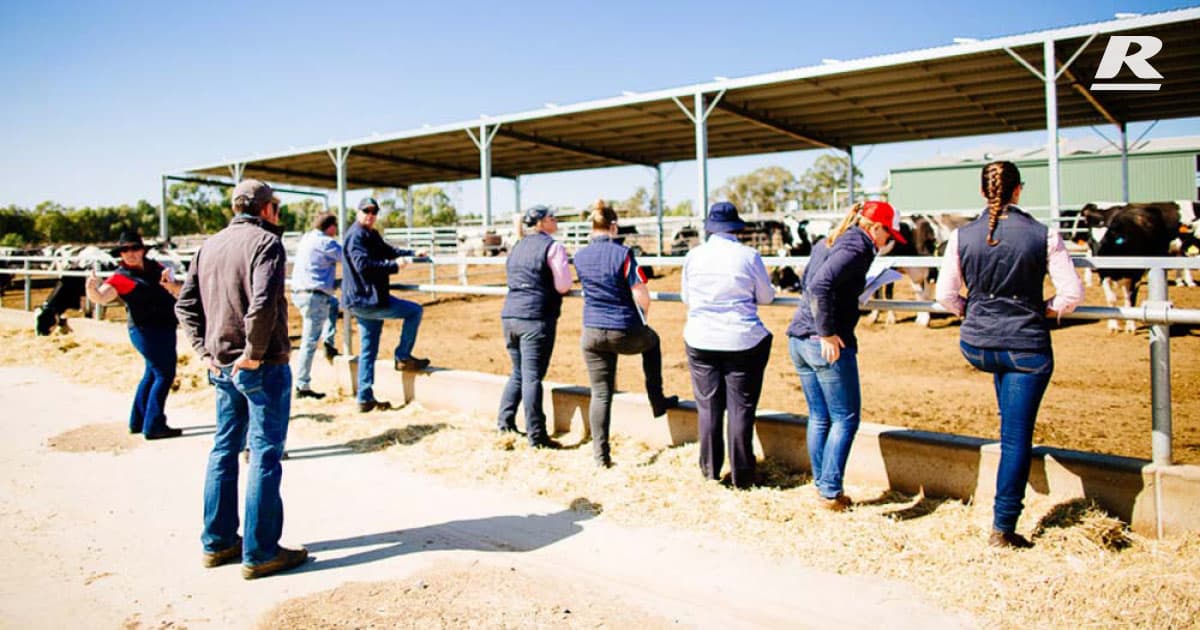 Cattle Market REID Stockfeeds manager