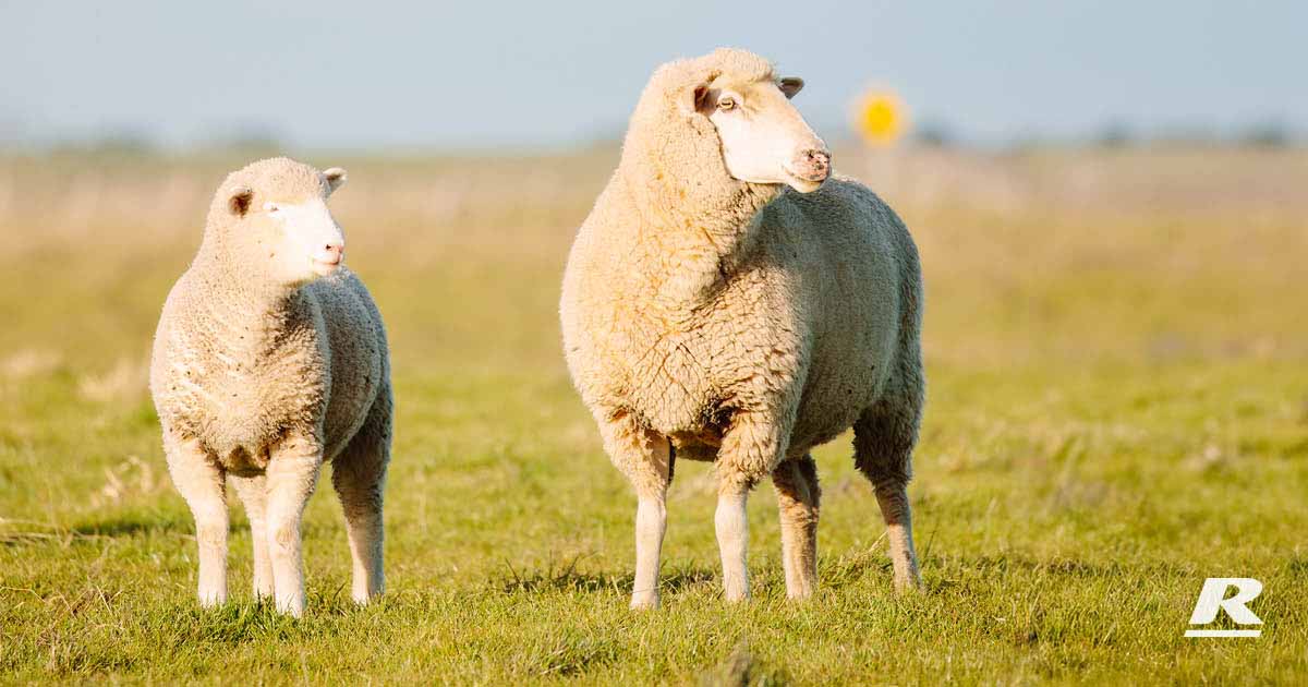 Introducing Supplements For Better Lamb & Sheep Feeding