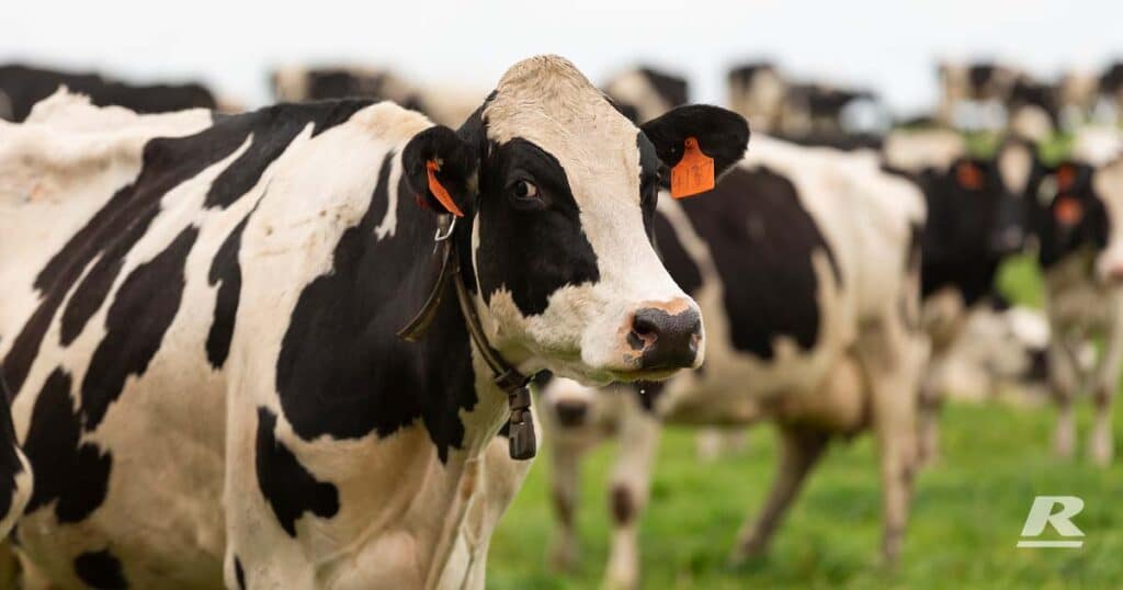 Heifers During Breeding Season