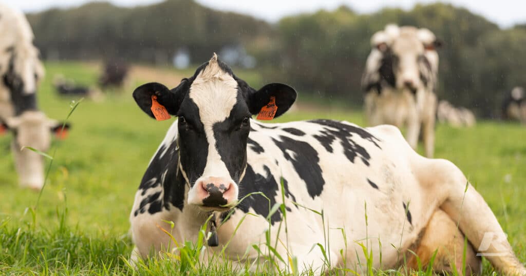 The Dairy Cow Is Sitting In The Field