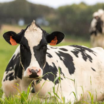 The Dairy Cow Is Sitting In The Field