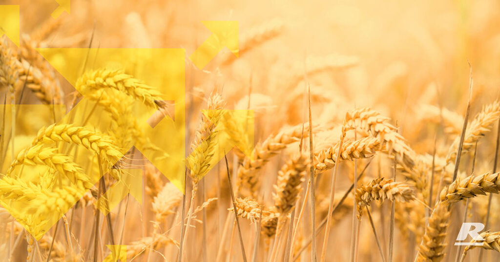 Wheat Stalks In Sunshine With Overlay Design | Reid Stockfeeds