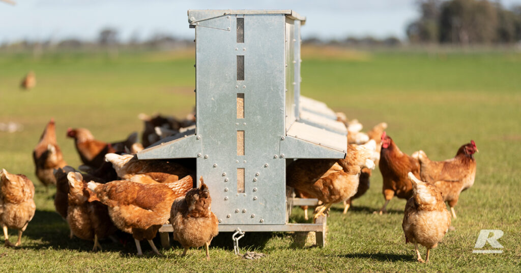 A Group Of Hens Eating Feed