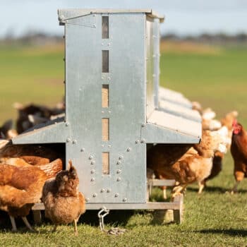 A Group Of Hens Eating Feed