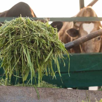 Preparing Quality Silage For Cows